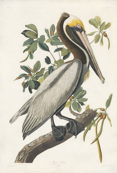 brown pelican painting by John James Audubon