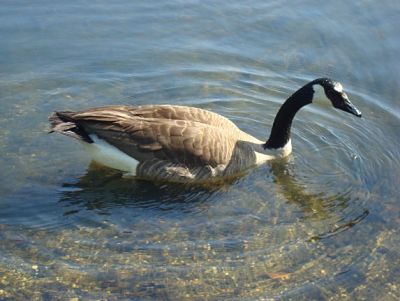 Canada Goose on Lake Anna
