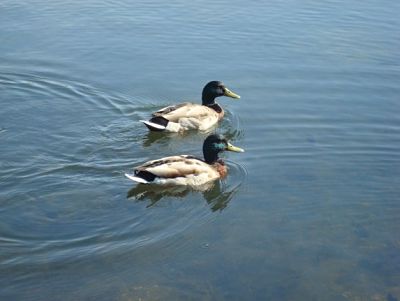 Mallards on Lake Anna