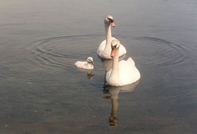 Mute Swans on Lake Anna
