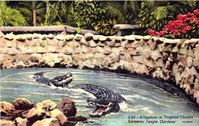 vintage postcard of Sarasota Jungle Gardens in Florida