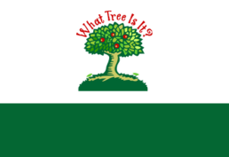 Tree with text that reads 'What Tree is it?'
