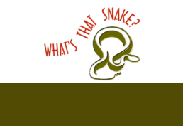 Snake with text that reads 'What's that snake?'